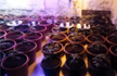 In Hyderabad home, a Mini nursery stuns cops. It grew Marijuana